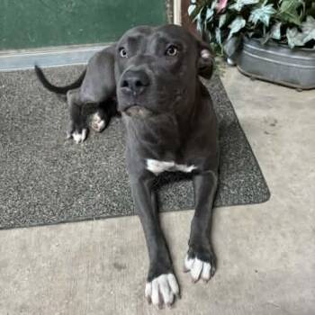 Miss Molly -  American Staffordshire Terrier Dog for Adoption in Williston, Vermont - Miss Molly | PetCurious
