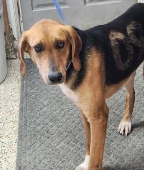 Hound and Mixed Breed Dogs Available for Adoption in Chester, Maryland - Jethro | PetCurious