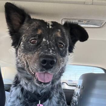 Rescue Australian Cattle Dog Blue Heeler and Australian Shepherd Dogs for Adoption in Scottsdale, Arizona - Morgan | PetCurious