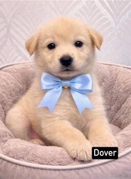 Husky and Chow Chow Dogs Available for Adoption - Dover | PetCurious