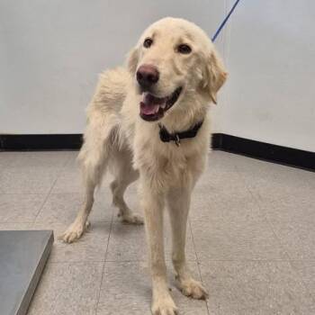 Morrello 26-06-049 -  Great Pyrenees Dog for Adoption in Bastrop, Texas - Morrello 26-06-049 | PetCurious
