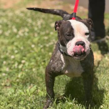 Onomatopoeia -  Mixed Breed Dog for Adoption in Philadelphia, Pennsylvania - Onomatopoeia | PetCurious