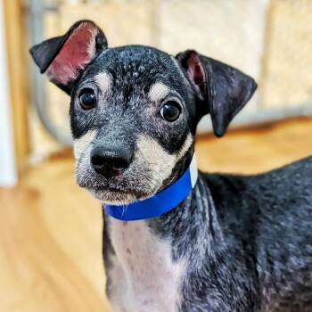 Tacoma -  Chihuahua Dog for Adoption in Eustis, Florida - Tacoma | PetCurious