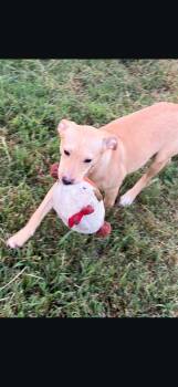 Daisy -  Mixed Breed Dog for Adoption in Lexington, Kentucky - Daisy | PetCurious