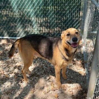 Rescue Shepherd and Labrador Retriever Dogs for Adoption in Carencro, Louisiana - Press-On | PetCurious