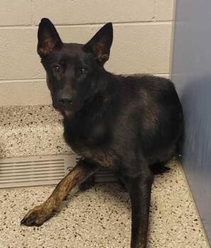 Revelie -  Shepherd and Mixed Breed Dog for Adoption in Kansas City, Missouri - Revelie | PetCurious