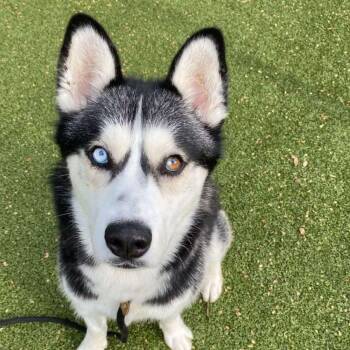 Rescue Mixed Breed Dogs for Adoption in Media, Pennsylvania - Juno | PetCurious