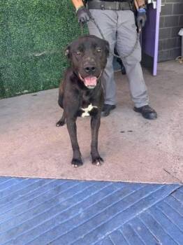 Mixed Breed Dogs Available for Adoption in El Paso, Texas - 60763689 | PetCurious