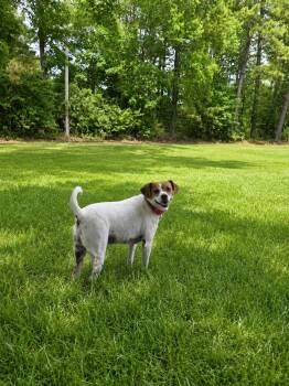 Maggie -  Mixed Breed Dog for Adoption in Carthage, North Carolina - Maggie | PetCurious