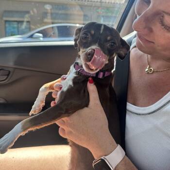 Rescue Chihuahua Dogs for Adoption in Los Angeles, California - Lilah | PetCurious