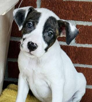 Hound and Boxer Dogs Available for Adoption in Minneapolis, Minnesota - Joslin | PetCurious