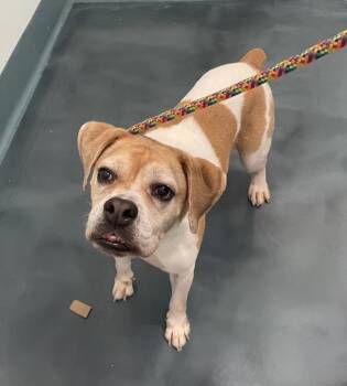 Cyrus -  Mixed Breed and Beagle Dog for Adoption - Cyrus | PetCurious