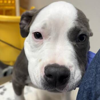 Pit Bull Terrier Dogs Available for Adoption - Blueberry | PetCurious