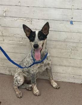 UNO -  Australian Cattle Dog Blue Heeler Dog for Adoption in San Bernardino, California - UNO | PetCurious