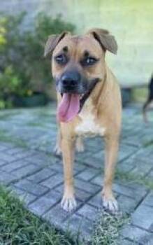 Mixed Breed Dogs Available for Adoption - Lizzy | PetCurious
