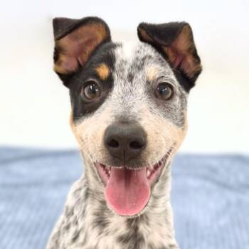 Sonoran -  Cattle Dog Dog for Adoption in Scottsdale, Arizona - Sonoran | PetCurious