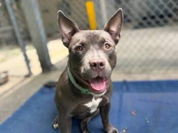 Cindy -  Terrier and Mixed Breed Dog for Adoption in Gainesville, Florida - Cindy | PetCurious