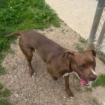 Pit Bull Terrier Dogs Available for Adoption in Kansas City, Kansas - Princess | PetCurious