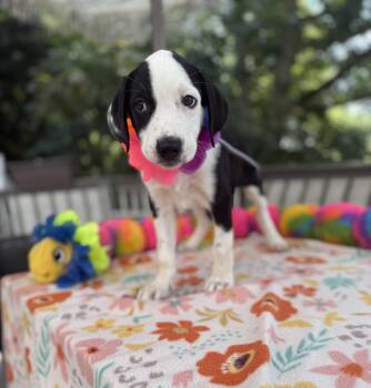 Trixie -  Border Collie and Labrador Retriever Dog for Adoption - Trixie | PetCurious