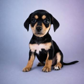 Gretchen (Pink Collar) -  Dachshund and Miniature Dachshund Dog for Adoption in Newport, Tennessee - Gretchen (Pink Collar) | PetCurious