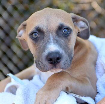 Pineapple (AO37455) -  American Bulldog Dog for Adoption in Kansas City, Kansas - Pineapple (AO37455) | PetCurious