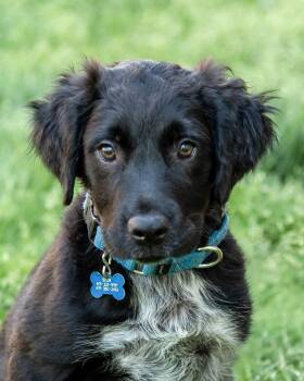 Australian Shepherd and Mixed Breed Dogs Available for Adoption in Nashville, Tennessee - Watson | PetCurious