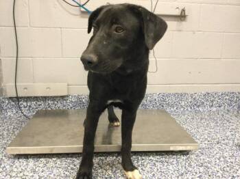 JIFF -  Labrador Retriever and Mixed Breed Dog for Adoption in Thousand Palms, California - JIFF | PetCurious