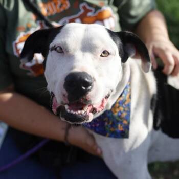 PERCY -  American Staffordshire Terrier Dog for Adoption in San Antonio, Texas - PERCY | PetCurious