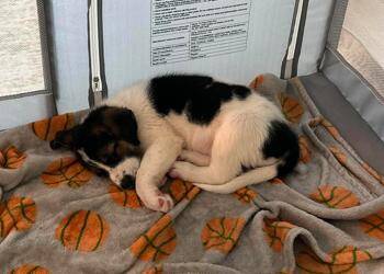 Three Guys: Koda -  Mixed Breed Dog for Adoption in Dallas, Texas - Three Guys: Koda | PetCurious