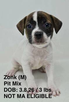 Pit Bull Terrier Dogs Available for Adoption in Pomfret, Connecticut - ZONK | PetCurious