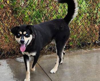 Shepherd and Husky Dogs Available for Adoption in Knoxville, Iowa - Kenny | PetCurious