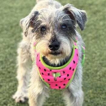 Pepper -  Schnauzer Dog for Adoption in Mt. Juliet, Tennessee - Pepper | PetCurious
