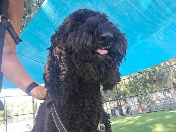 Nala -  Poodle Dog for Adoption in Lakeland, Florida - Nala | PetCurious