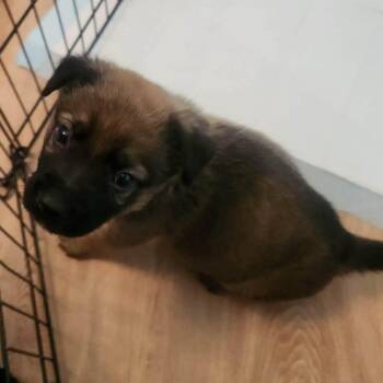 Gunner -  German Shepherd Dog Dog for Adoption in Brockport, New York - Gunner | PetCurious