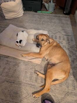 Ramona -  Mixed Breed Dog for Adoption in Breinigsville, Pennsylvania - Ramona | PetCurious