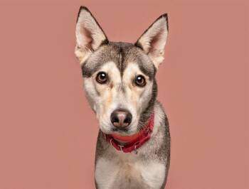 Siberian Husky Dogs Available for Adoption in Brentwood, Missouri - SONG | PetCurious