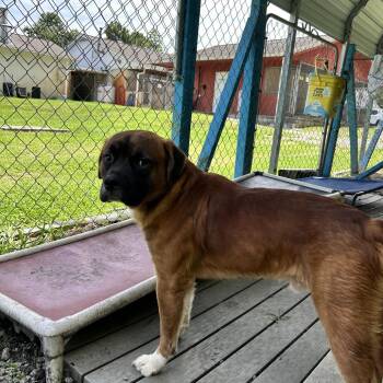 Wild Bill -  Boxer and Labrador Retriever Dog for Adoption in Newport, North Carolina - Wild Bill | PetCurious