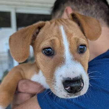 Mixed Breed Dogs Available for Adoption in Rockville, Maryland - Bun | PetCurious