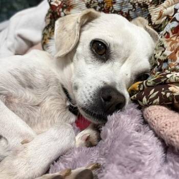 Reba -  Chihuahua and Pug Dog for Adoption - Reba | PetCurious