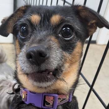 Vera -  Chihuahua and Rat Terrier Dog for Adoption in Blue Earth, Minnesota - Vera | PetCurious