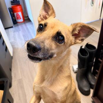 Chelsea -  Mixed Breed Dog for Adoption in Newark, New Jersey - Chelsea | PetCurious