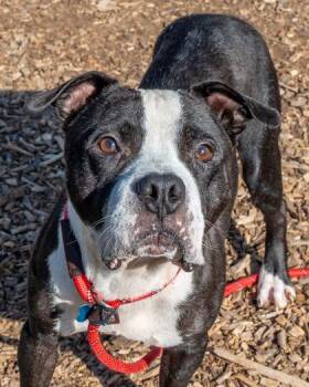 Chico -  Mixed Breed Dog for Adoption in Chamblee, Georgia - Chico | PetCurious