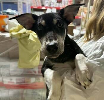 ROSCOE -  Siberian Husky and Mixed Breed Dog for Adoption in Colorado Springs, Colorado - ROSCOE | PetCurious