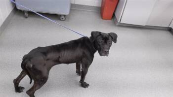 Rescue Labrador Retriever and Mixed Breed Dogs for Adoption in Omaha, Nebraska - WINNIE | PetCurious