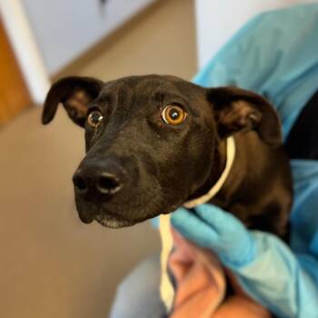 Mixed Breed Dogs Available for Adoption in Hendersonville, North Carolina - Gemma | PetCurious