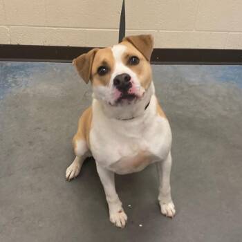 Mixed Breed Dogs Available for Adoption in Memphis, Tennessee - TRUNKS | PetCurious