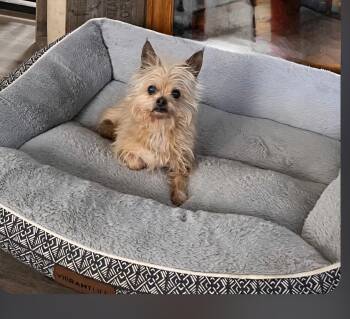 Yorkshire Terrier Dogs Available for Adoption in Jamestown, North Dakota - Simon | PetCurious