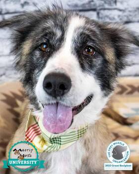 Rescue Collie and Basset Hound Dogs for Adoption in Kennesaw, Georgia - Louisa | PetCurious