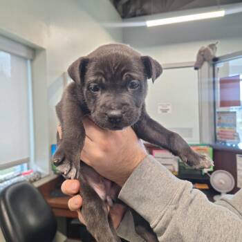 Bellatrix -  Boxer and Pit Bull Terrier Dog Available for Adoption in Gautier, Mississippi - Bellatrix | PetCurious
