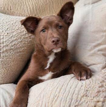 Shiba Inu Dogs Available for Adoption in San Andreas, California - Topaz | PetCurious